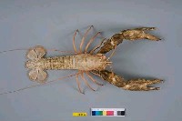 藏品(史氏擬海螯蝦)的圖片